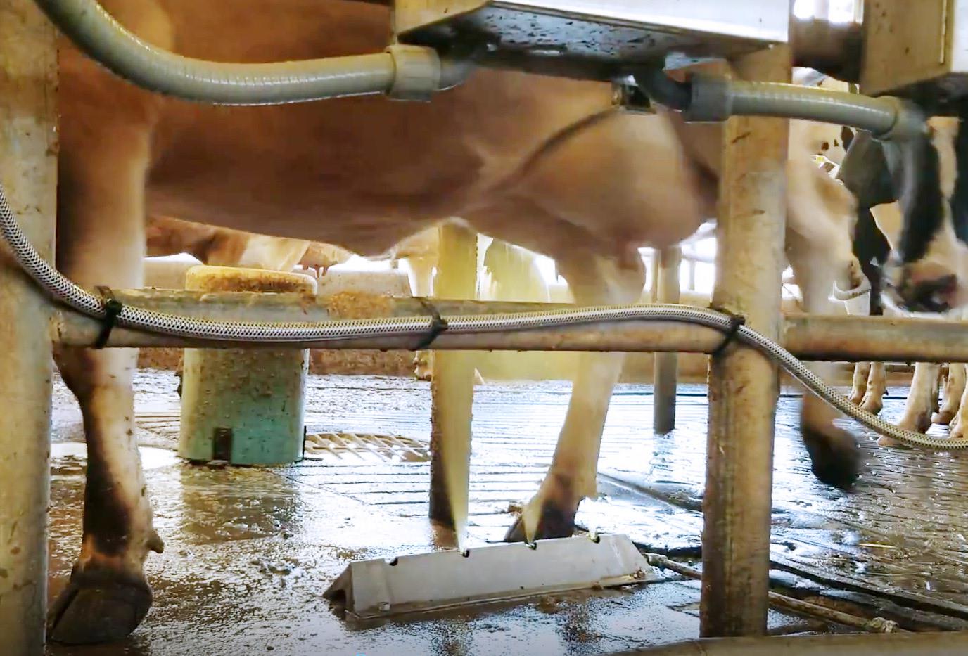 Udder Mister Walkover